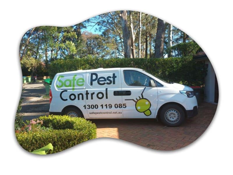 pest management services sydney