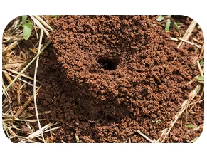 ant-mounds-pest-control