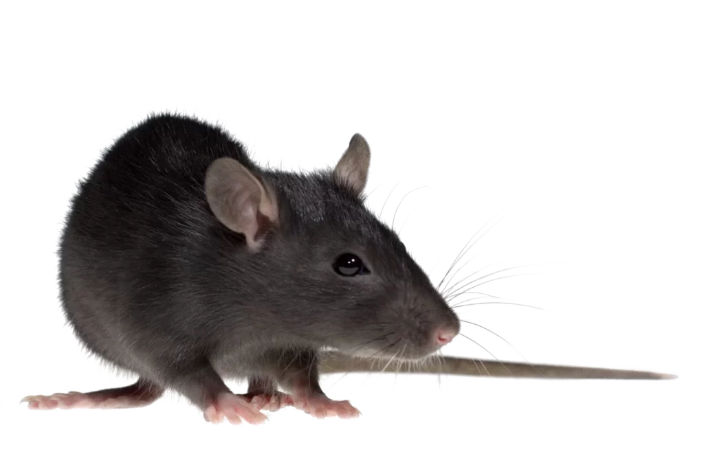 Rat pest control sydney