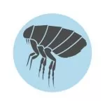Fleas pest control service