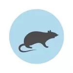 rat pest control service