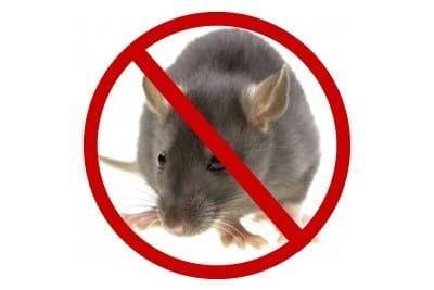 How to get rid of rats | Rat Pest Control | Rat Control Sydney
