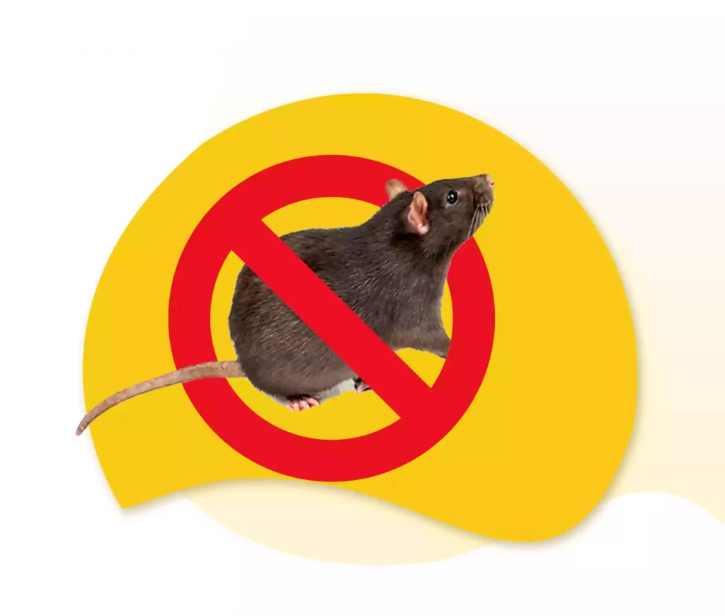 Rat Pest Control Sydney