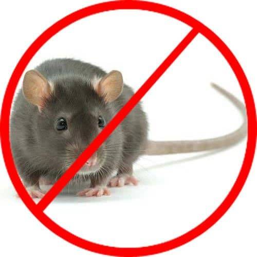 Rat Pest Control Services | Rodent Control | Rat Removal