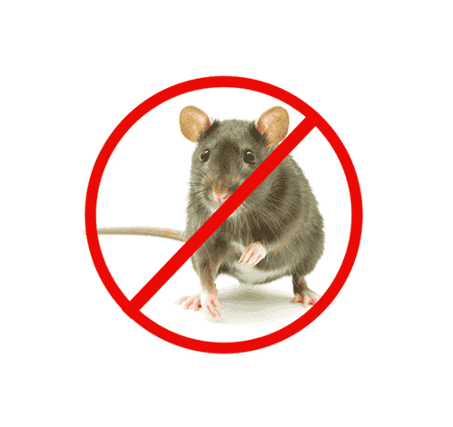 Rodent Control Sydney | Rat Control Sydney | Rat Pest Control