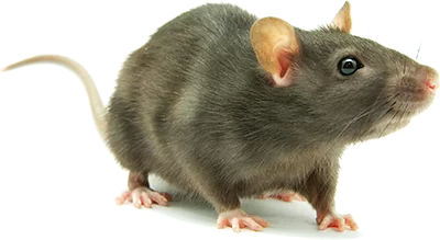 rat pest control