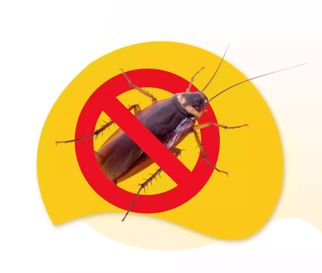 Cockroach Control Sydney