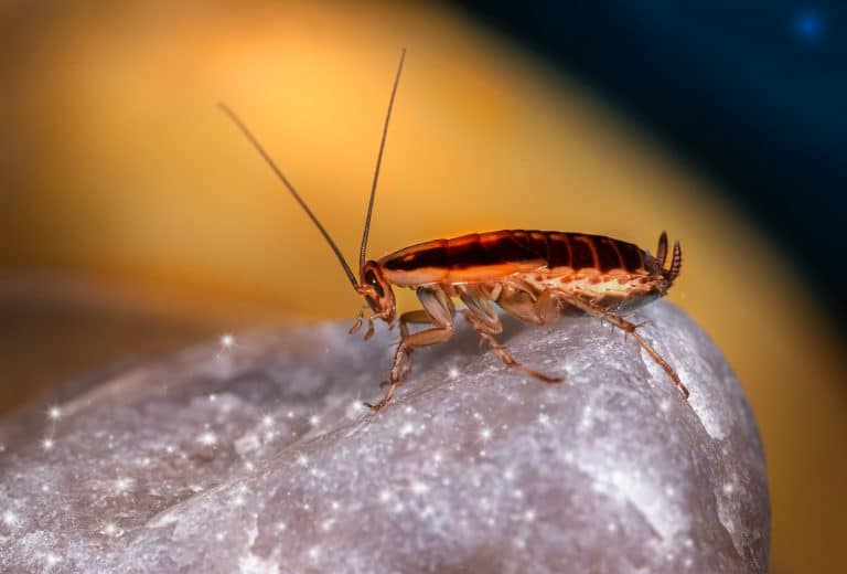 Cockroach Control Sydney | How To Get Rid Of Cockroaches