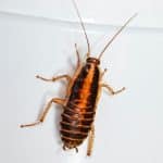 How To Get Rid Of Cockroaches​