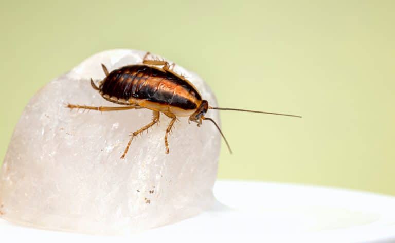 How To Get Rid Of Roaches​