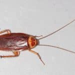 cockroach pest control sydney