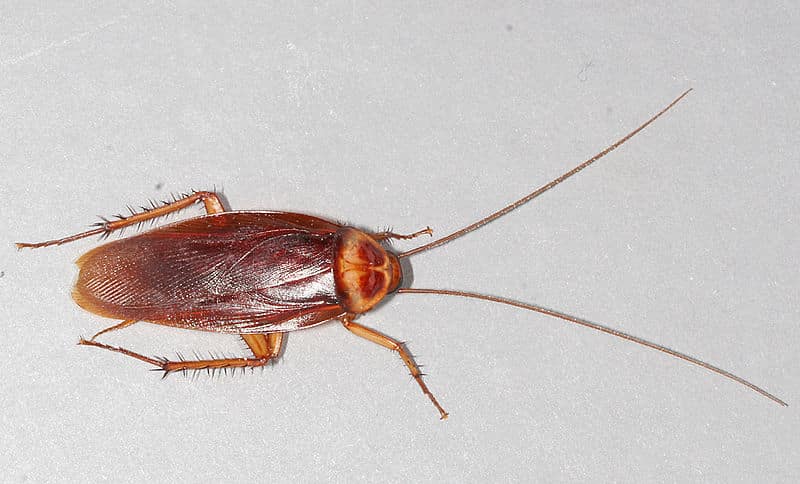 cockroach pest control sydney