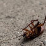 Cockroaches Pest Control sydney | How To Get Rid Of Cockroaches​