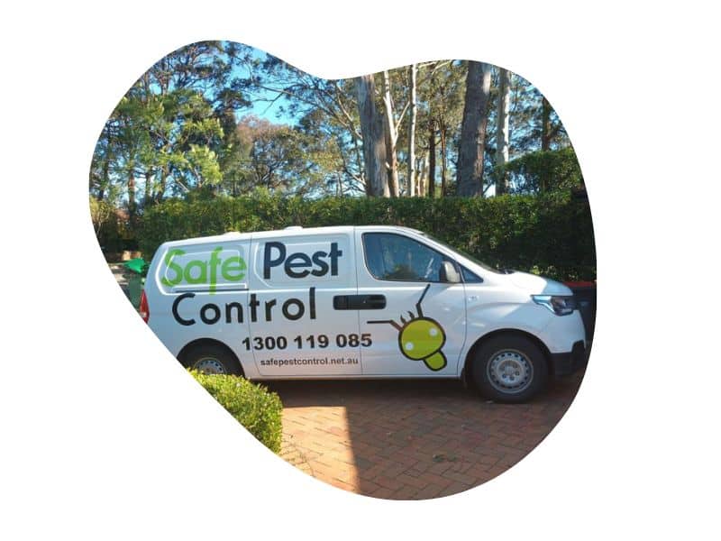 Pest Control North Sydney