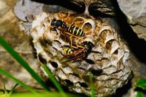 wasp control in sydney