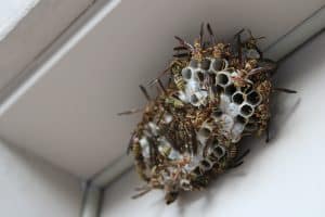 wasp nest on a house